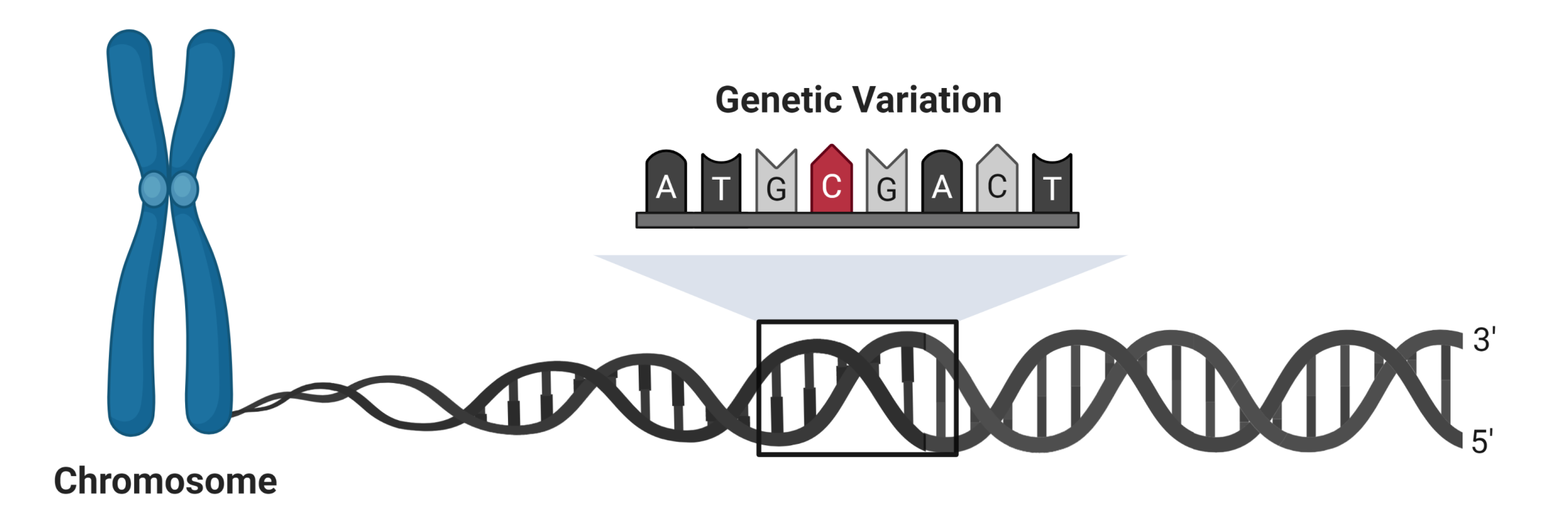 genetic_variation_overview